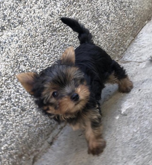 Miniature Yorkshire Terrier puppies