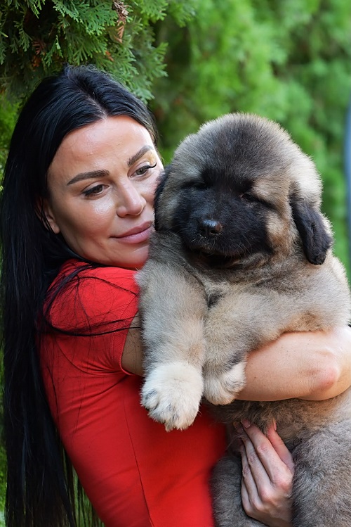 Caucasian shepherd