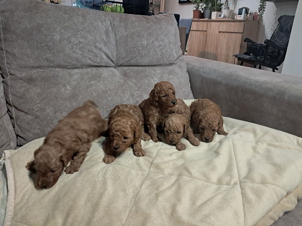 Red Toy Poodle (Toy Poodle)