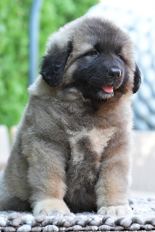 Caucasian shepherd