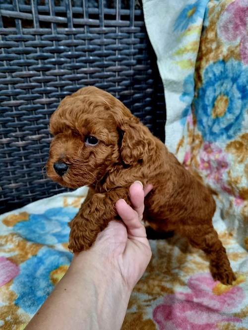 Red miniature poodle