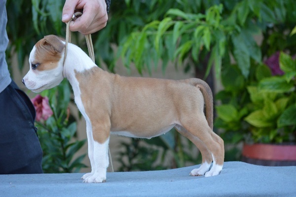 American Stafford puppies