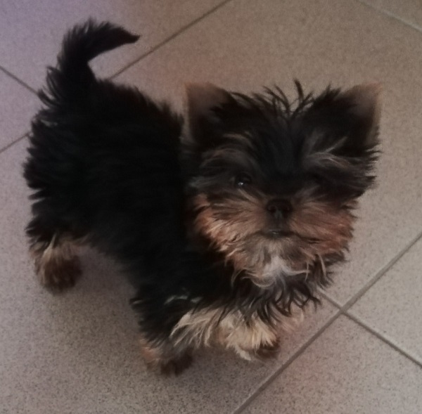 Miniature Yorkshire Terrier puppies