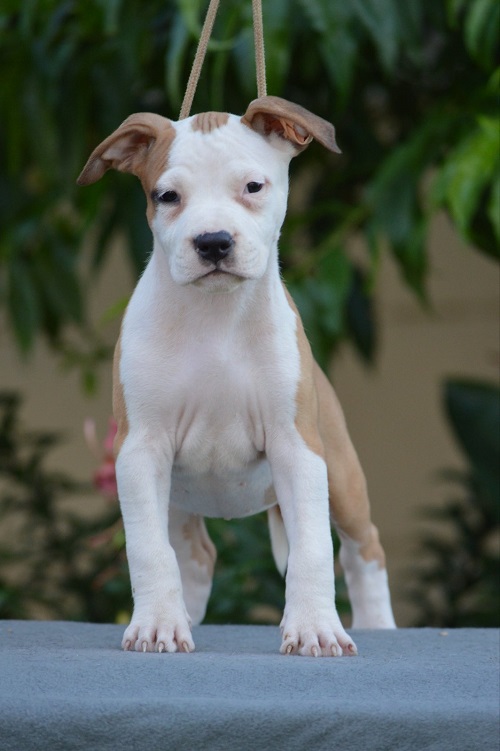 American Stafford puppies