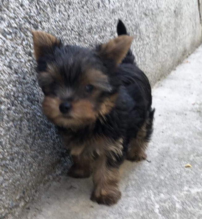 Miniature Yorkshire Terrier puppies