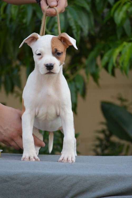American Stafford puppies