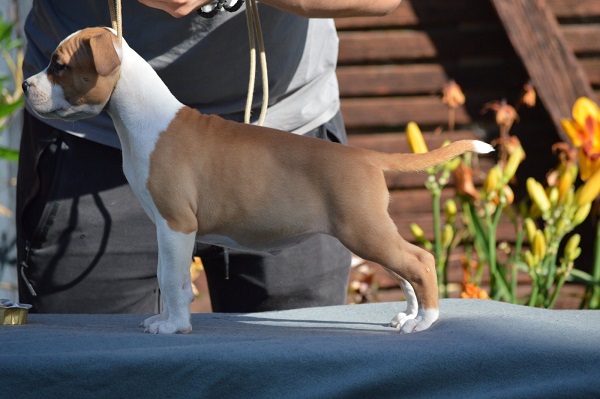 American Stafford puppies