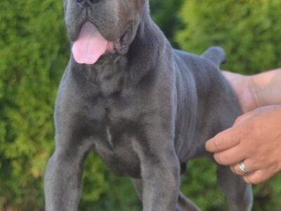 Cane Corso, top quality puppies