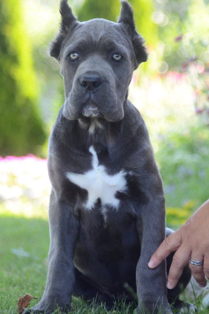 Cane Corso, top quality puppies