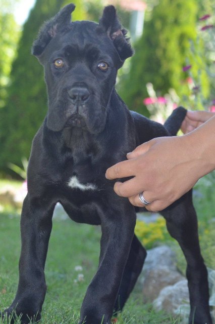Cane Corso, top quality puppies