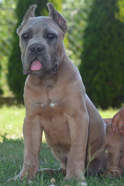 Cane Corso, top quality puppies