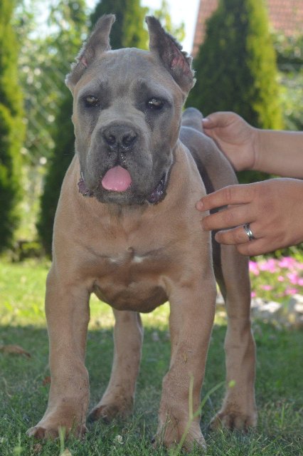 Cane Corso, top quality puppies