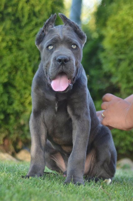 Cane Corso, top quality puppies