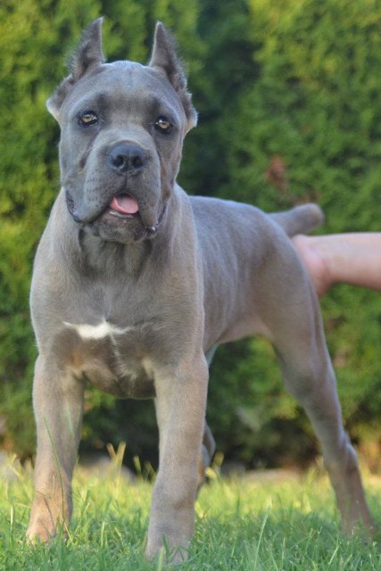 Cane Corso, top quality puppies