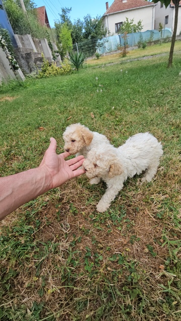 Lagotto Romagnolo, quality puppies