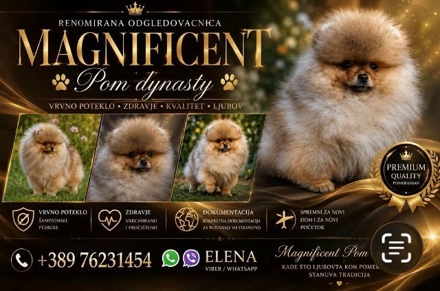 Pomeranians, exclusive puppies of Brazilian bloodline