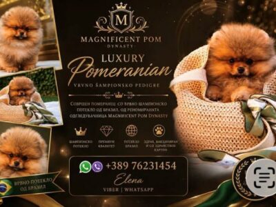 Pomeranians, exclusive puppies of Brazilian bloodline