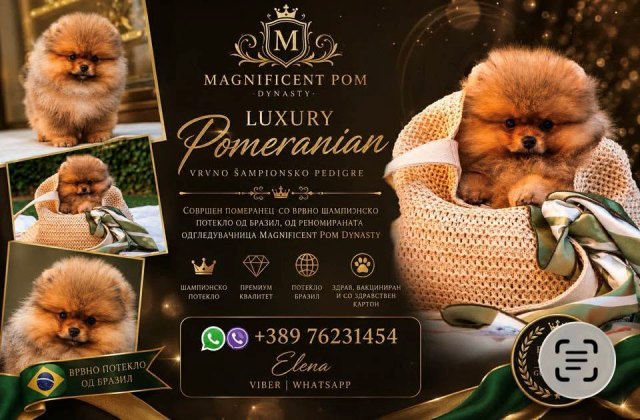 Pomeranians, exclusive puppies of Brazilian bloodline