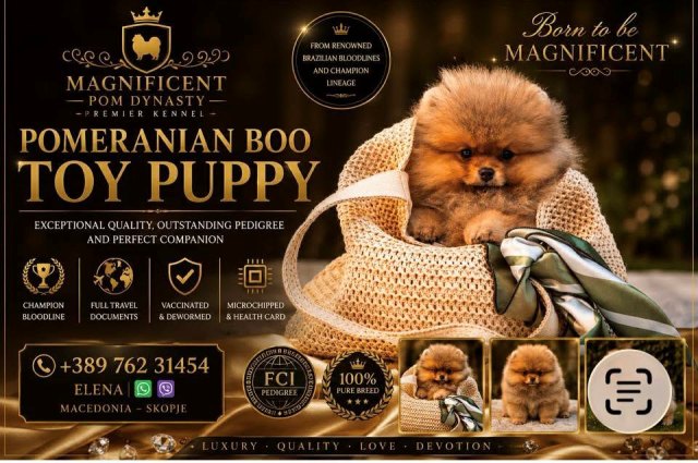Pomeranians, exclusive puppies of Brazilian bloodline