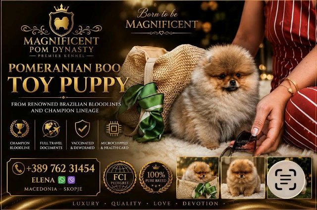 Pomeranians, exclusive puppies of Brazilian bloodline
