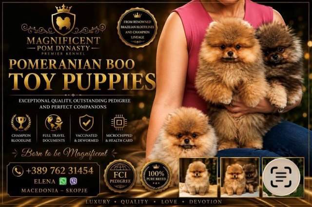Pomeranians, exclusive puppies of Brazilian bloodline