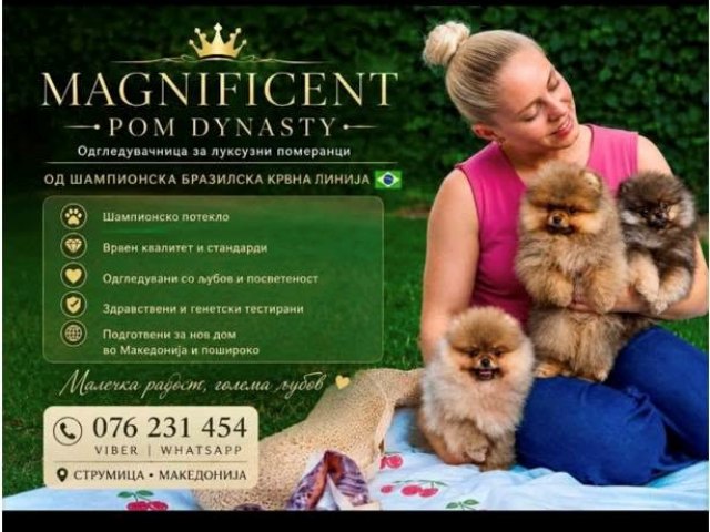 Pomeranians, exclusive puppies of Brazilian bloodline