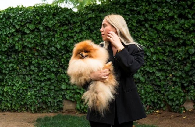Pomeranians, exclusive puppies of Brazilian bloodline