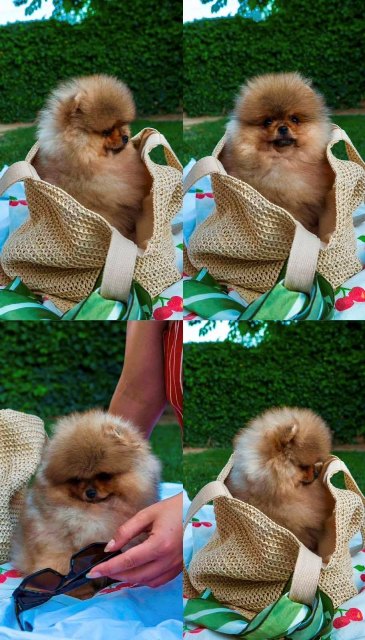 Pomeranians, exclusive puppies of Brazilian bloodline