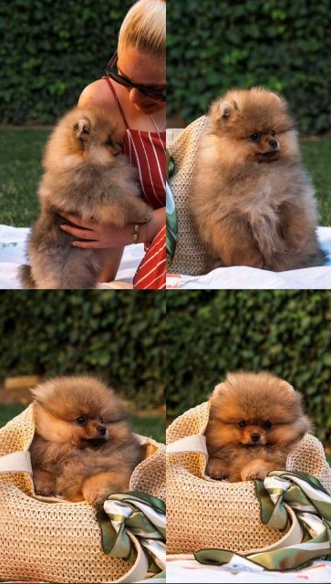 Pomeranians, exclusive puppies of Brazilian bloodline