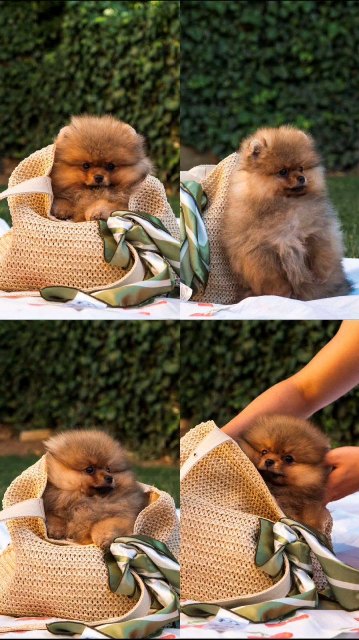 Pomeranians, exclusive puppies of Brazilian bloodline