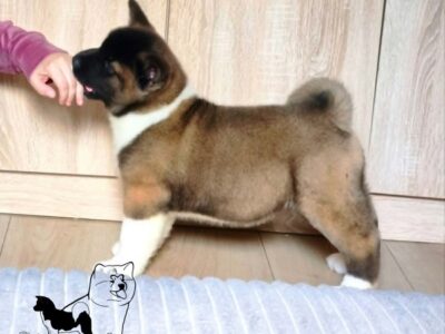 American Akita puppies