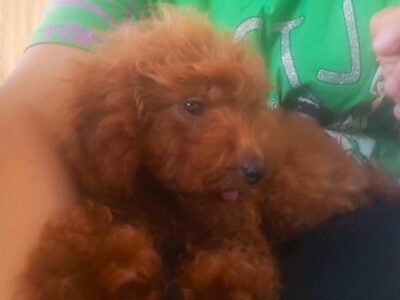 Red Toy Poodle