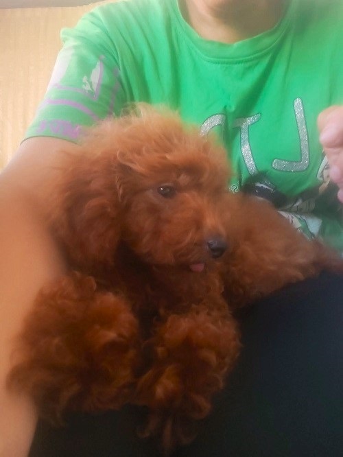 Red Toy Poodle