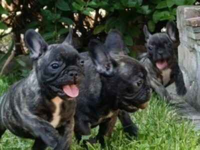French Bulldog