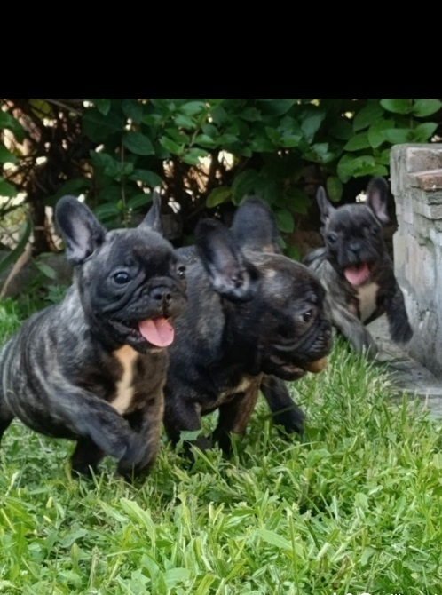 French Bulldog