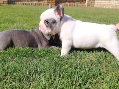 French Bulldog
