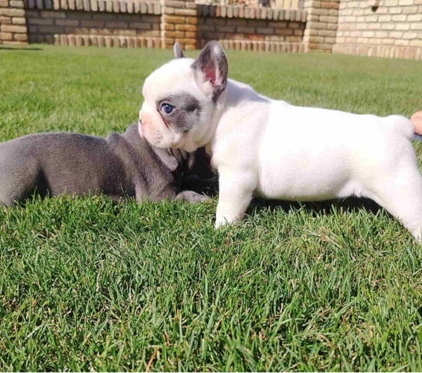 French Bulldog