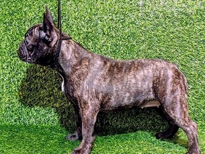 FRENCH BULLDOG - female puppy