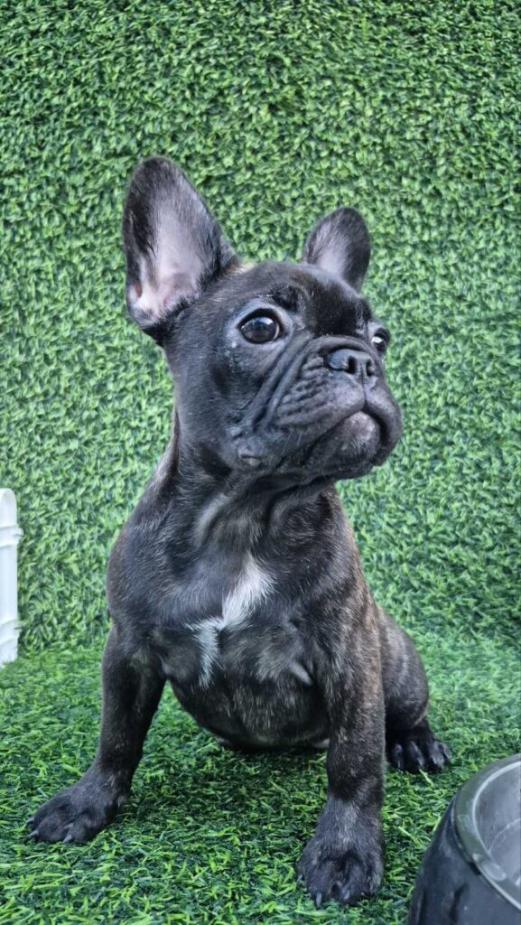 French Bulldog
