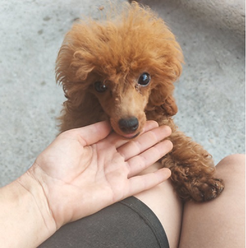 Red Toy Poodle