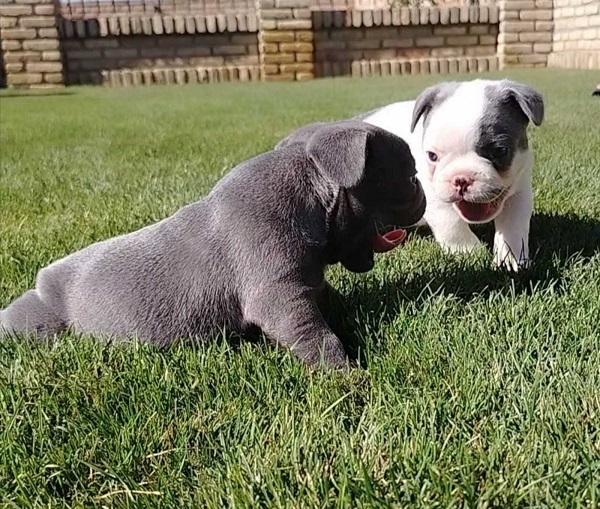 French Bulldog