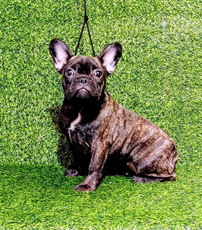 FRENCH BULLDOG - female puppy