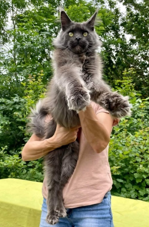 Maine Coon Kittens