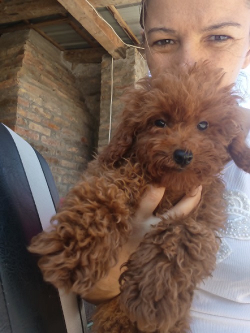 Red Toy Poodle