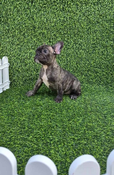 French Bulldog