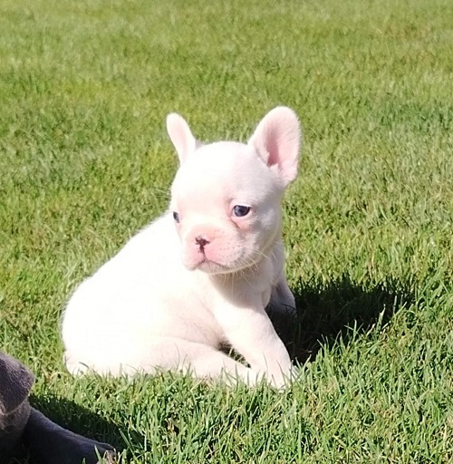 French Bulldog