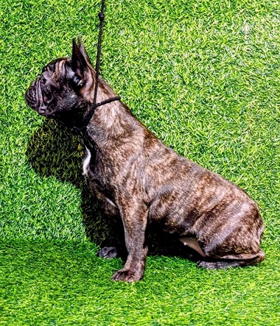 FRENCH BULLDOG - female puppy