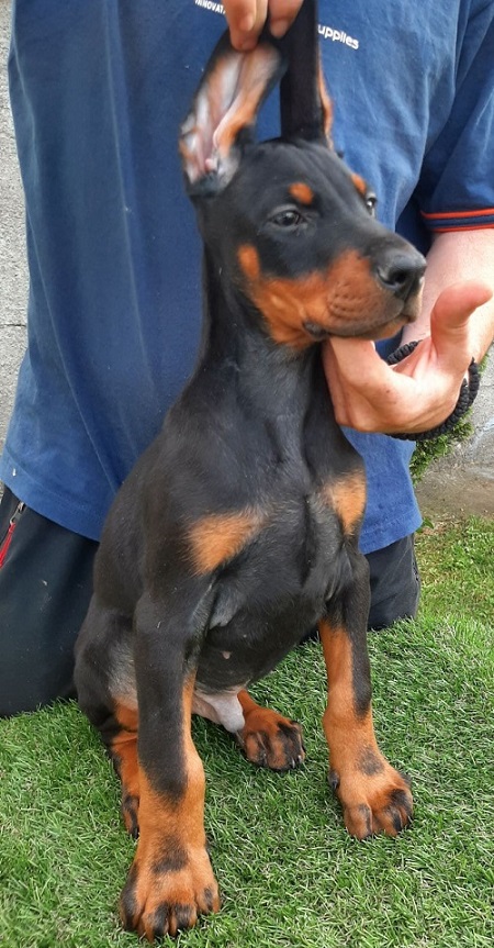 Doberman