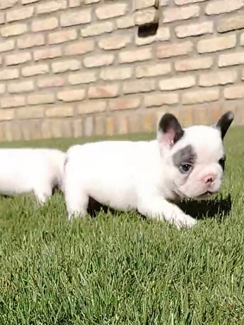 French Bulldog