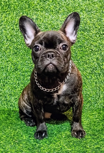 FRENCH BULLDOG - female puppy